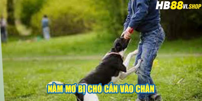 Nằm mơ bị chó cắn vào chân