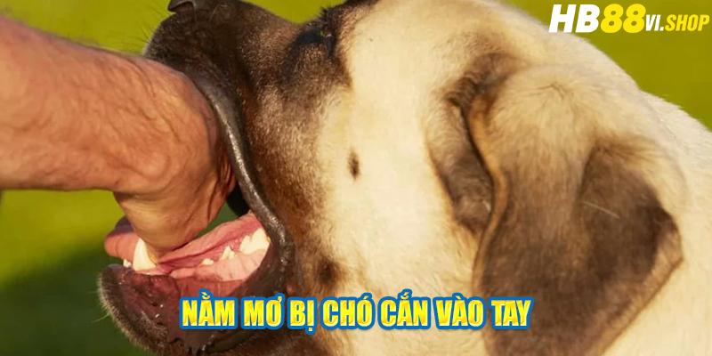 Nằm mơ bị chó cắn vào tay